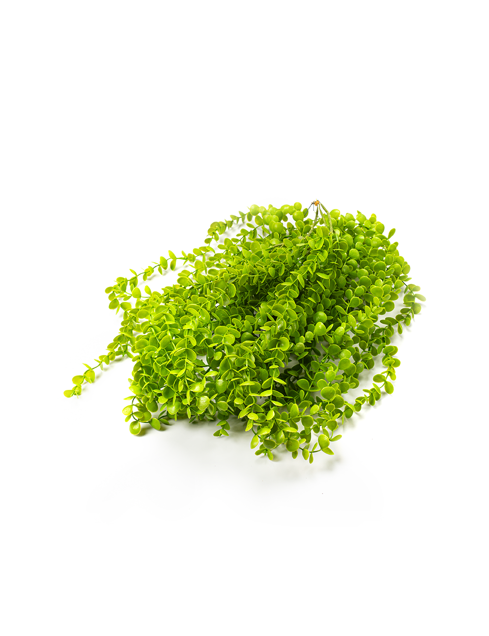 Nature’s Embrace