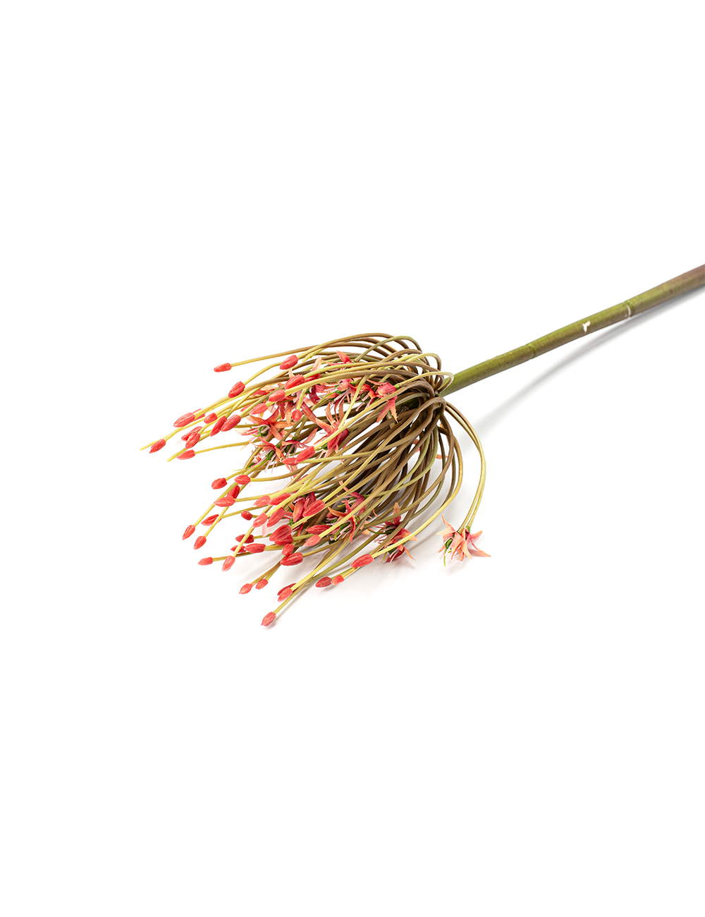 Amber Blossom